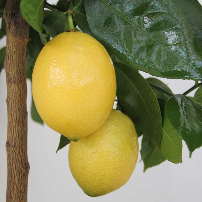 Citrus limon Lemox - Lemon Tree (Harvest)