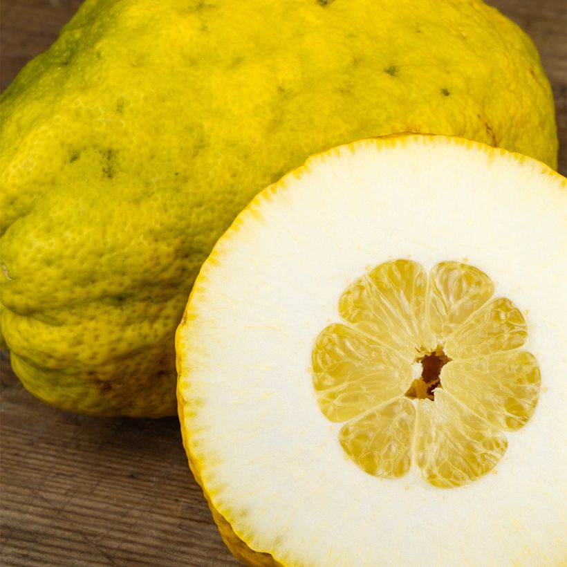Maxima Citron - Citrus medica Maxima (Harvest)