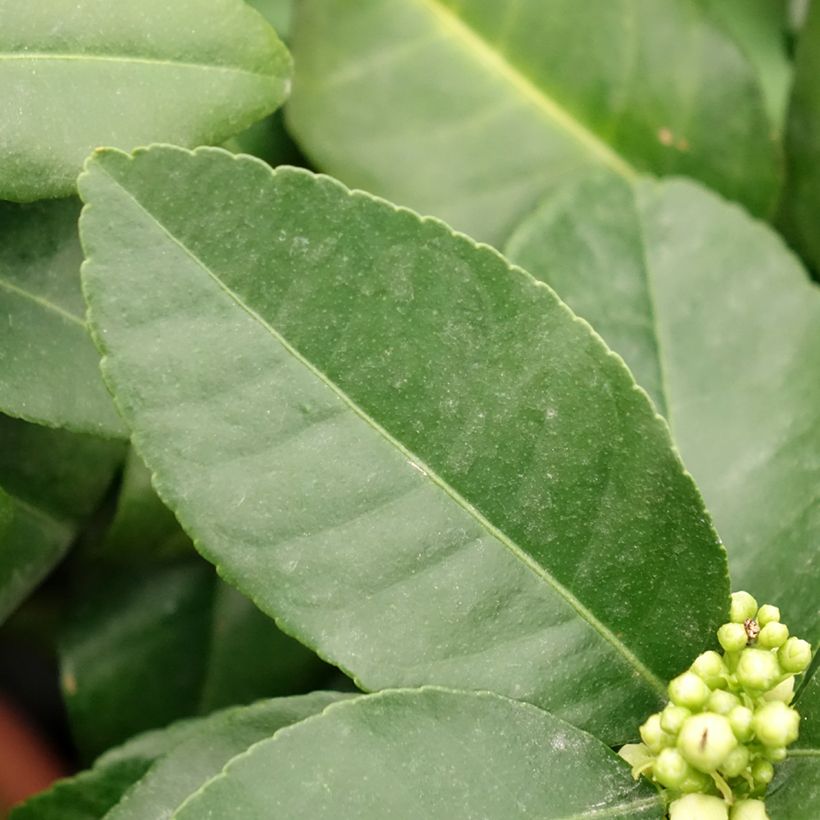 Citrus Pigmentata - Red Lemon (Foliage)