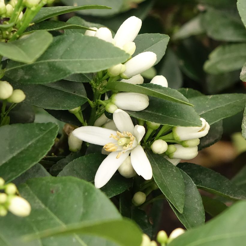 Citrus Pigmentata - Red Lemon (Flowering)