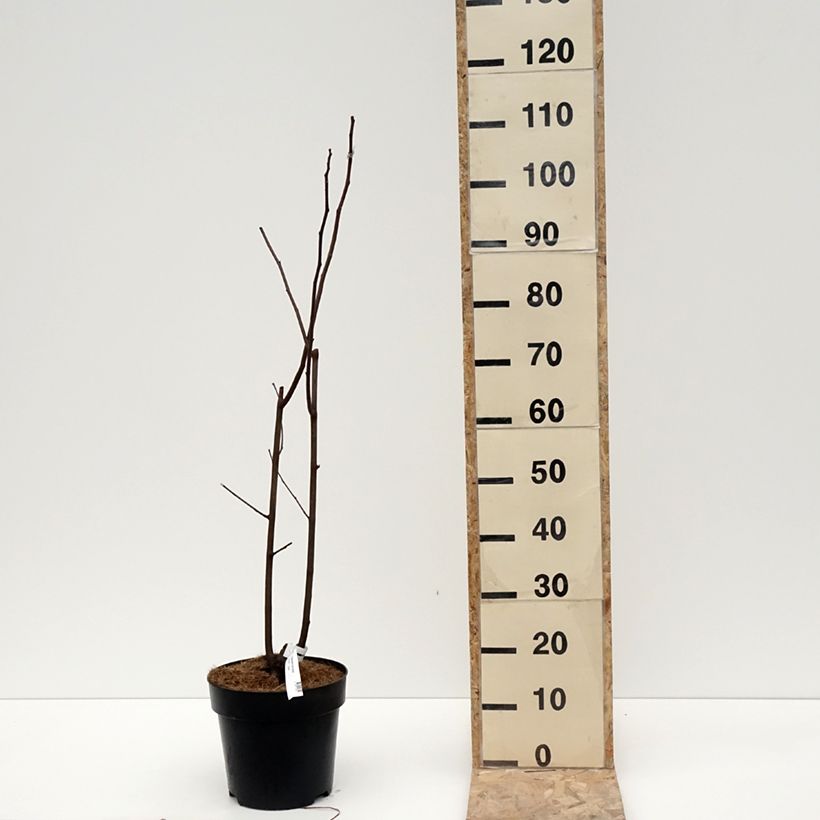 Cladrastis kentukea 6L/7L pot sample as delivered in winter