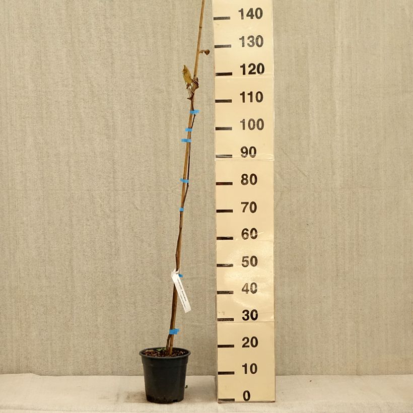 Cladrastis kentukea 3L/4L pot sample as delivered in autumn