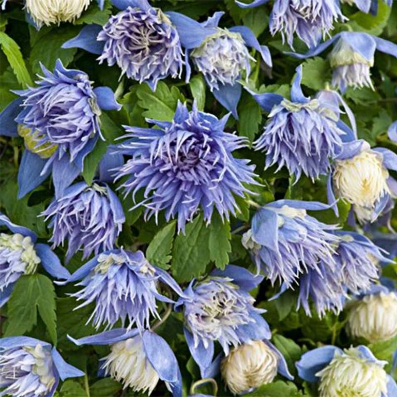 Clematis atragene alpina Ocean Pearl (Flowering)