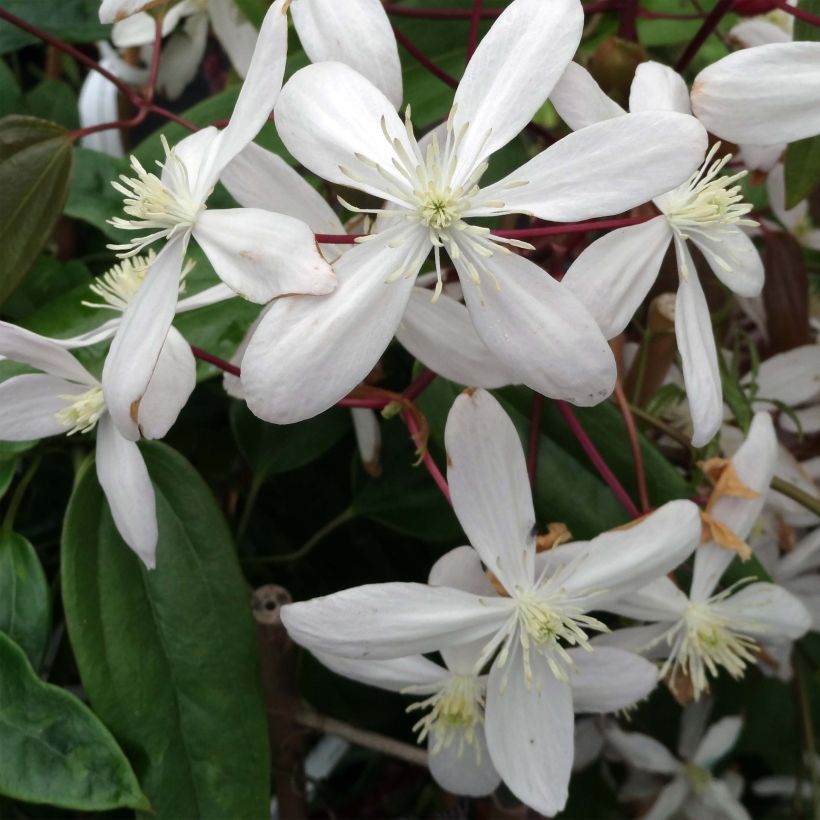 Clematis armandii Hendersonii Rubra - Evergreen Clematis (Flowering)