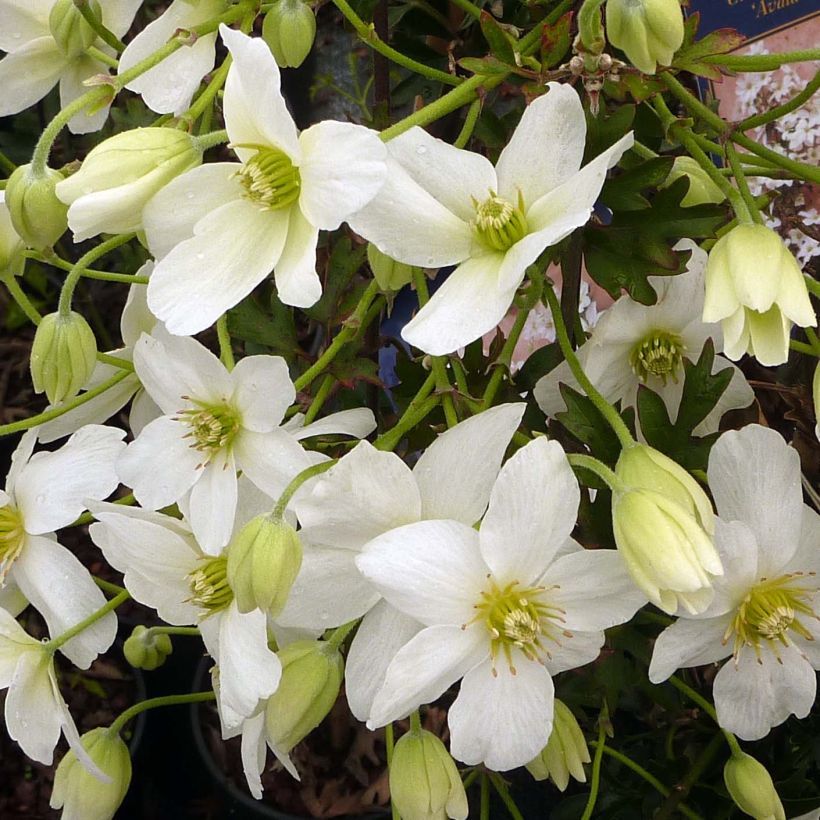 Clematis x indivisa Avalanche (Flowering)