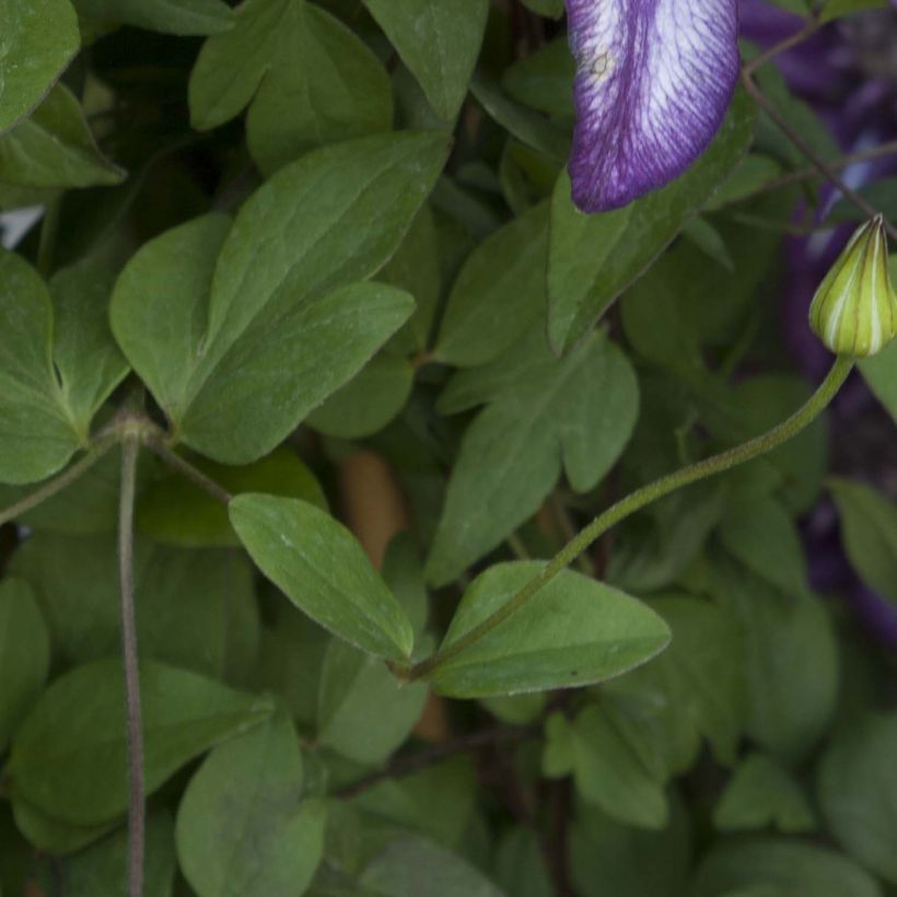 Clematis florida Cassis TM EVIPO 020 (Foliage)