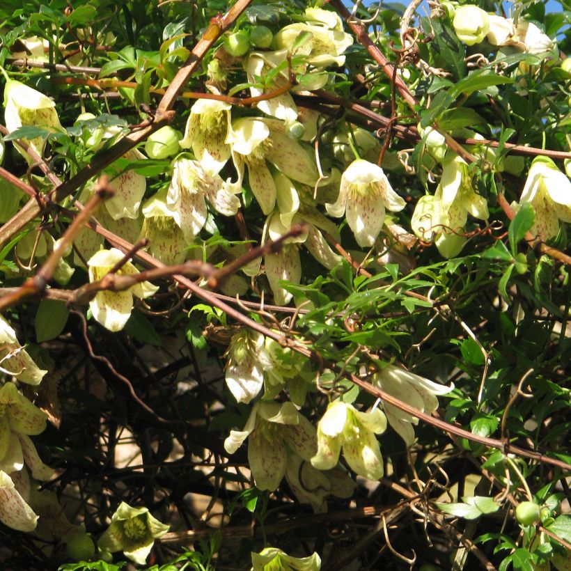 Clematis cirrhosa var. balearica (Plant habit)