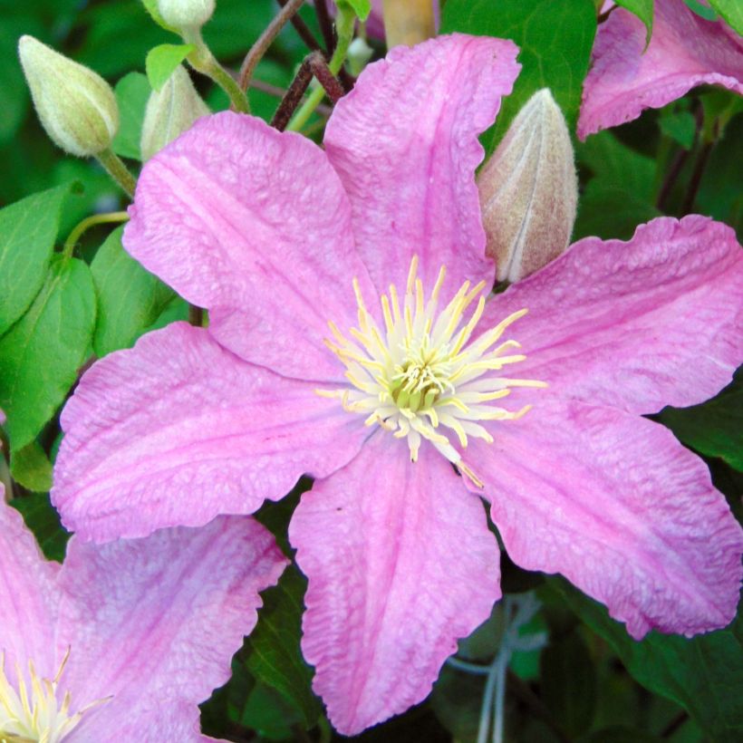 Clematis patens Comtesse de Bouchaud (Flowering)