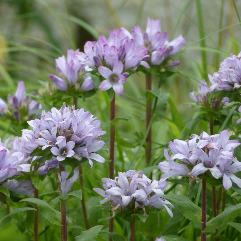 Campanula glomerata Caroline (Flowering)