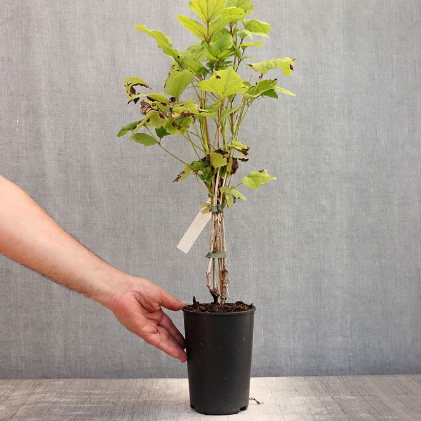 Clematis heracleifolia Cote dAzur 2L/3L pot sample as delivered in summer