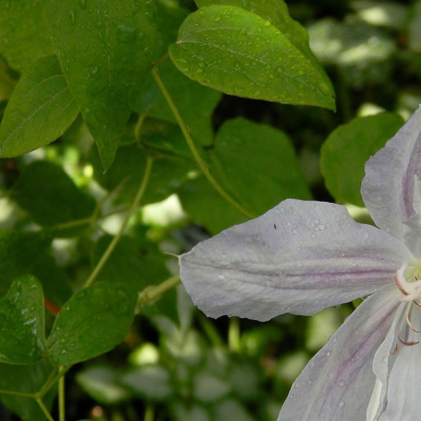 Clematis jackmanii Alba (Foliage)