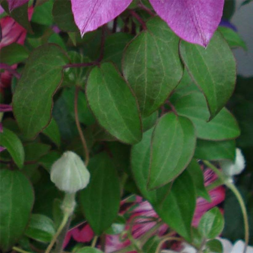 Clematis Kaiser (Foliage)