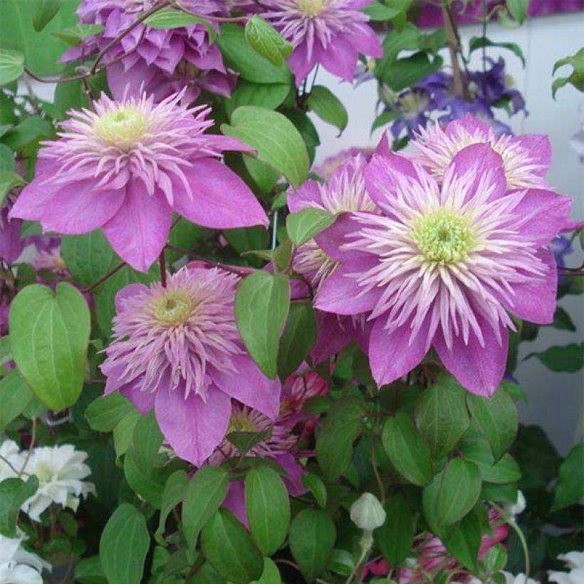 Clematis Kaiser (Flowering)