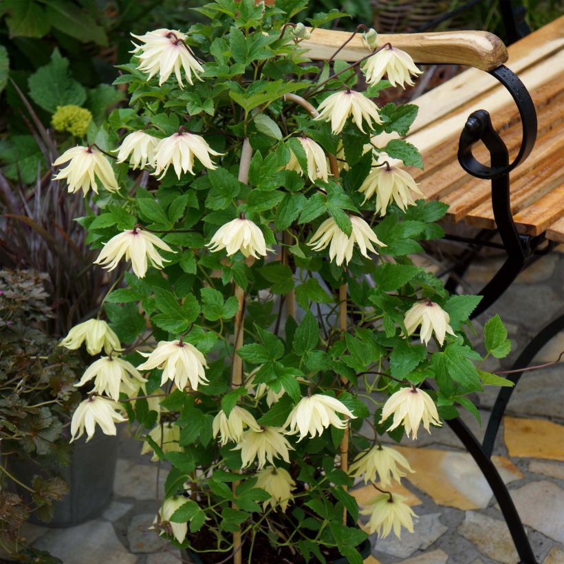 Clematis koreana Amber (Plant habit)