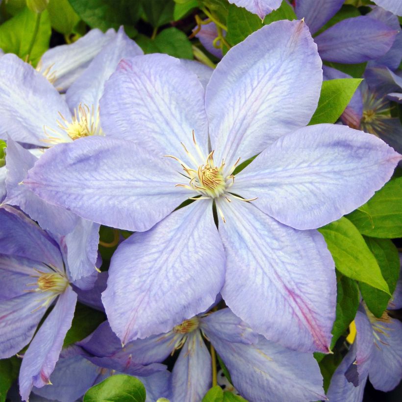 Clematis Mrs Cholmondeley (Flowering)