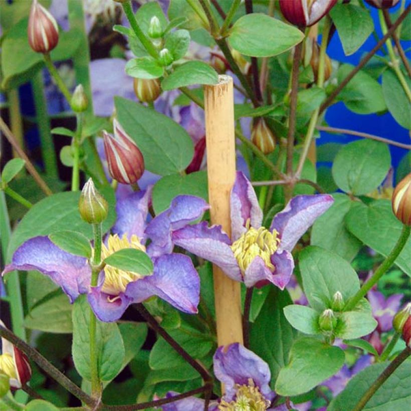 Clematis patens Exciting (Flowering)