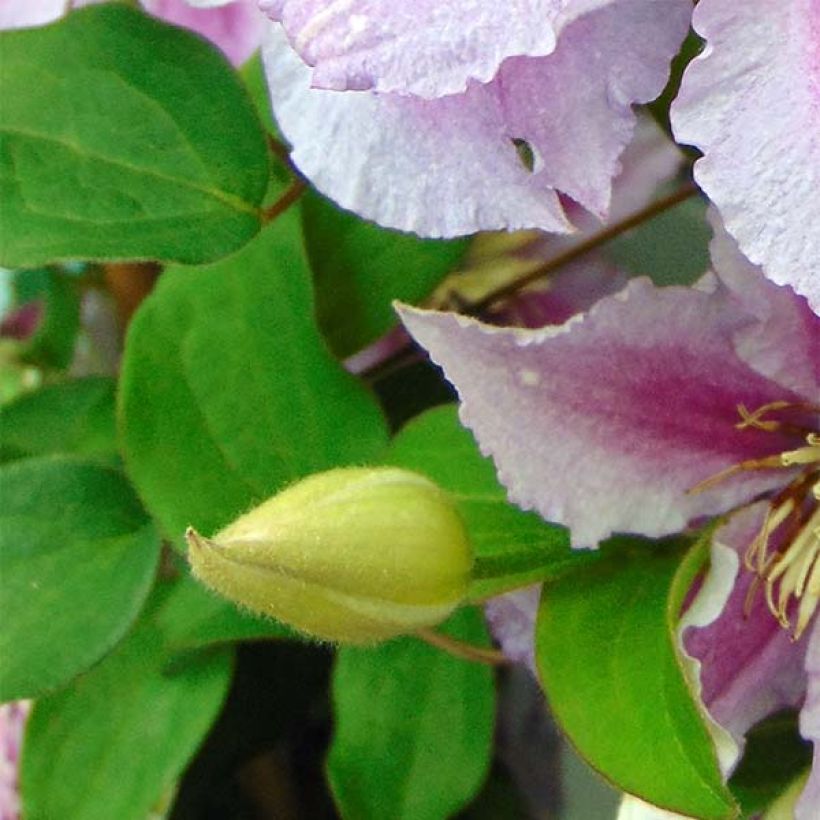 Clematis patens Piilu (Foliage)