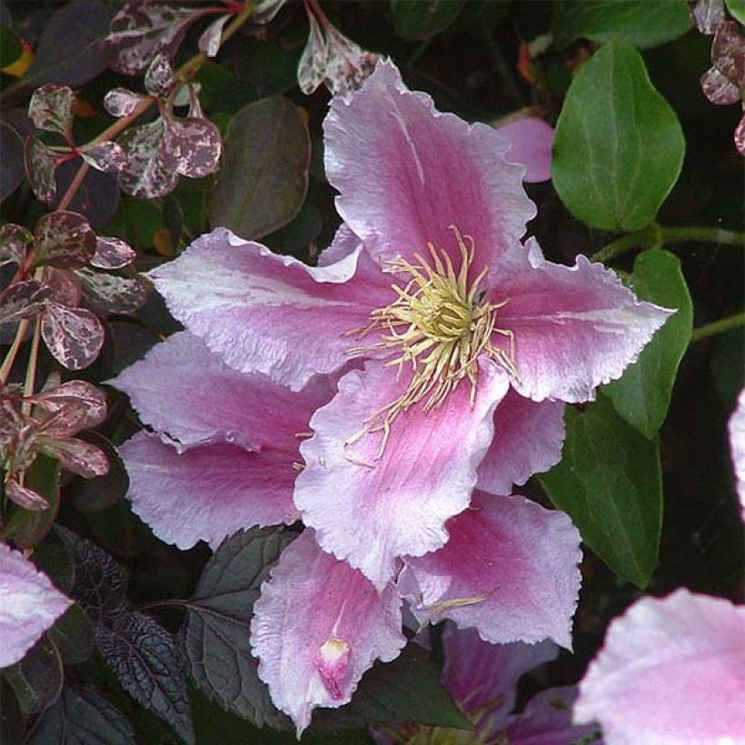 Clematis patens Piilu (Flowering)