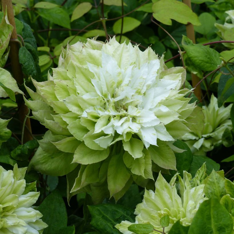 Clematis x patens Sen no Kaze (Flowering)