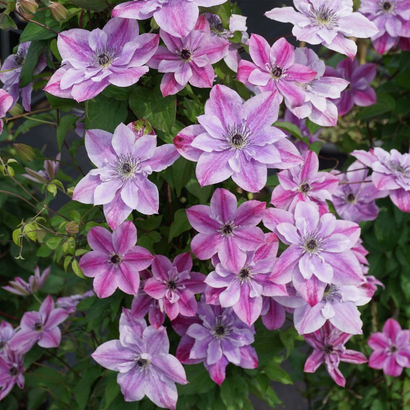 Clematis Super Cute (Flowering)