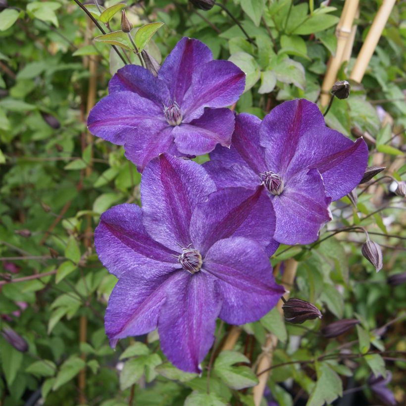 Clematis Super Night (Flowering)