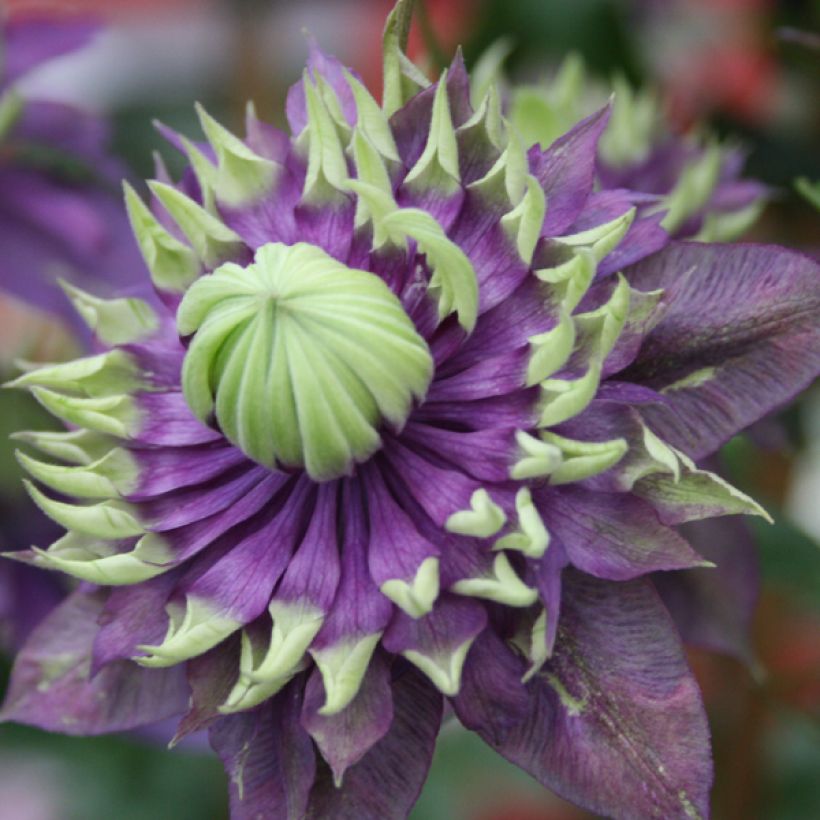 Clematis Taiga (Flowering)