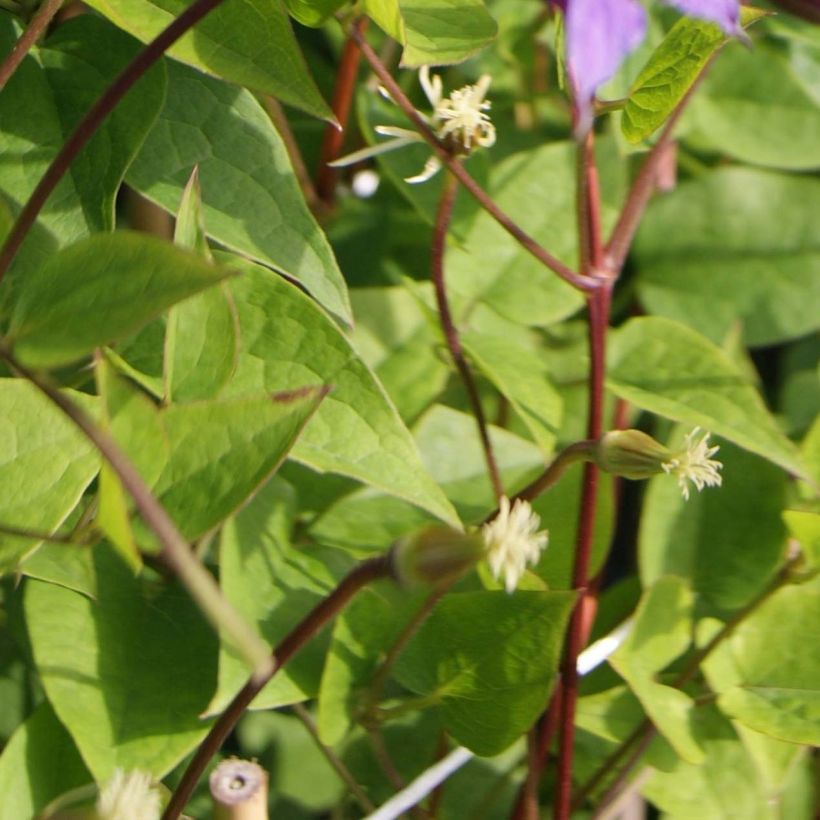 Clematis texensis Prince William (Foliage)