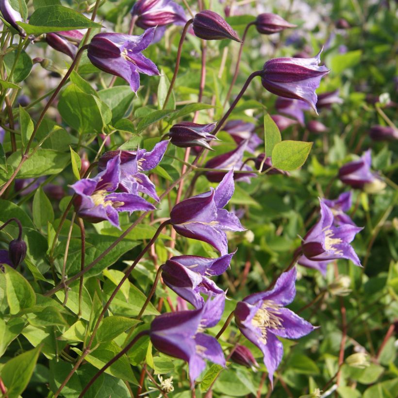 Clematis texensis Prince William (Flowering)