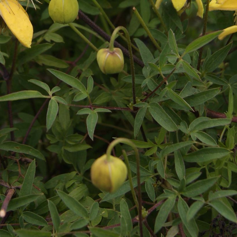 Clematis tibetana Orange Peel (Foliage)