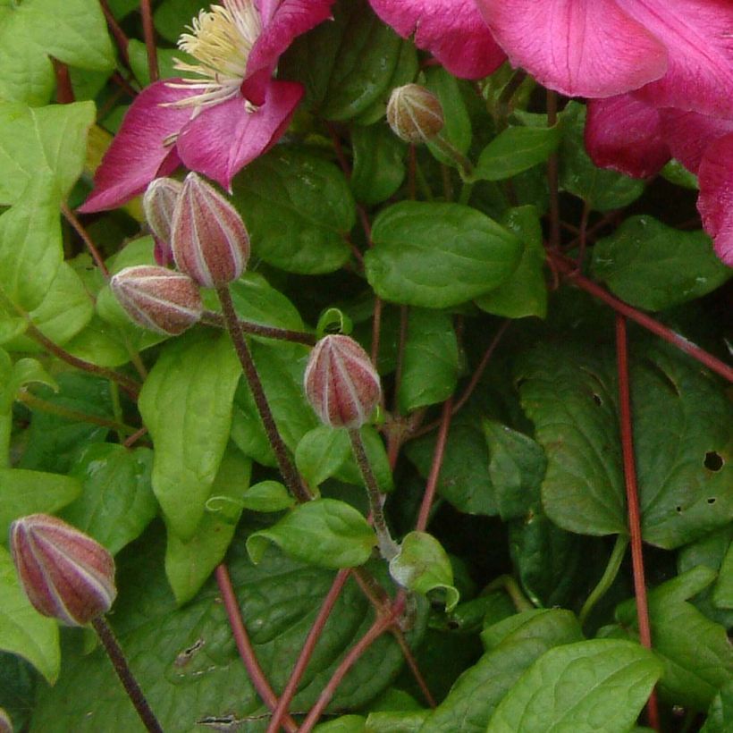 Clematis x viticella 'Ville de Lyon' (Foliage)