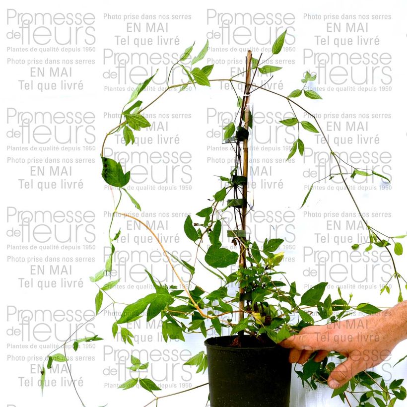 Example of Clematis diversifolia Aphrodite 2L/3L pot specimen as delivered