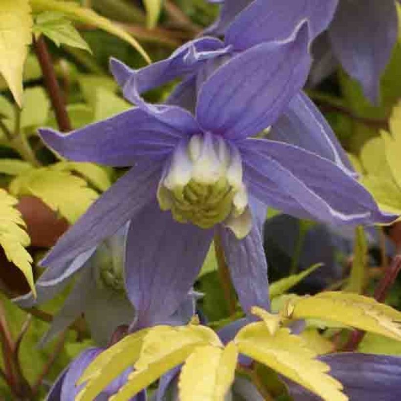 Clematis atragene Stolwijk Gold (Flowering)