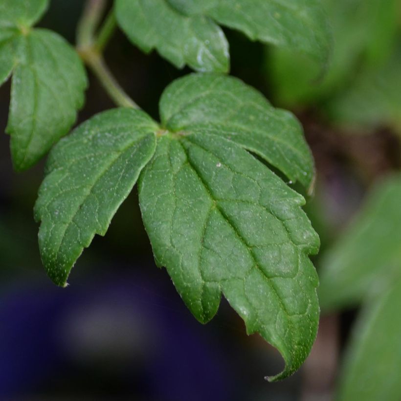 Clematis atragene alpina Francis Rivis (Foliage)