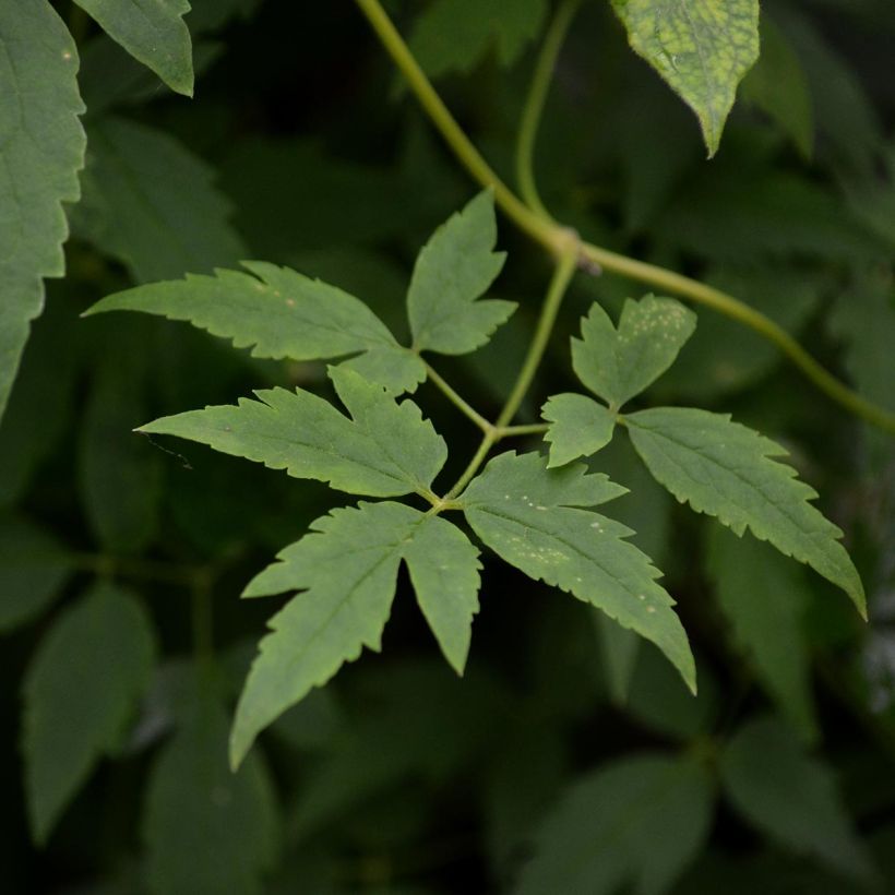 Clematis atragene alpina Ruby (Foliage)