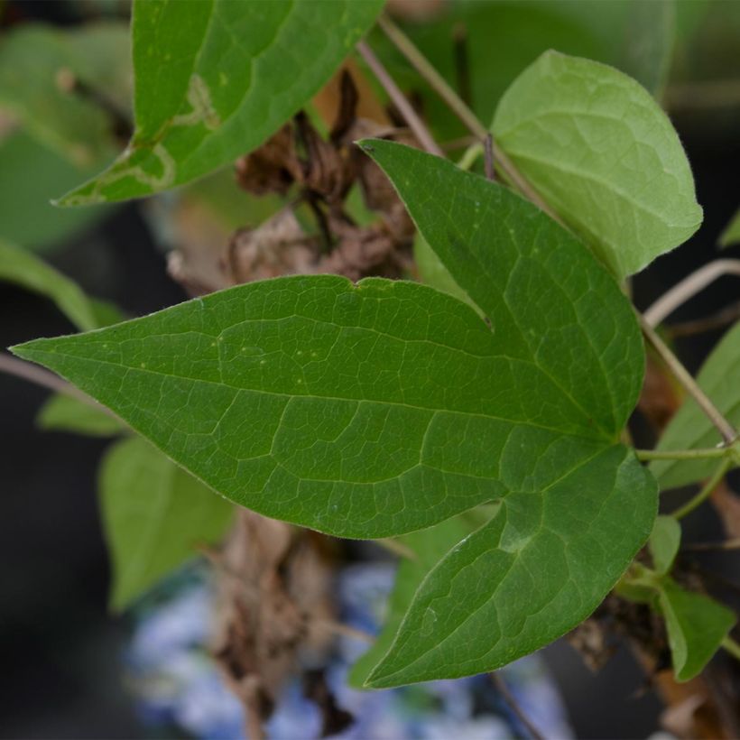 Clematis diversifolia Arabella (Foliage)