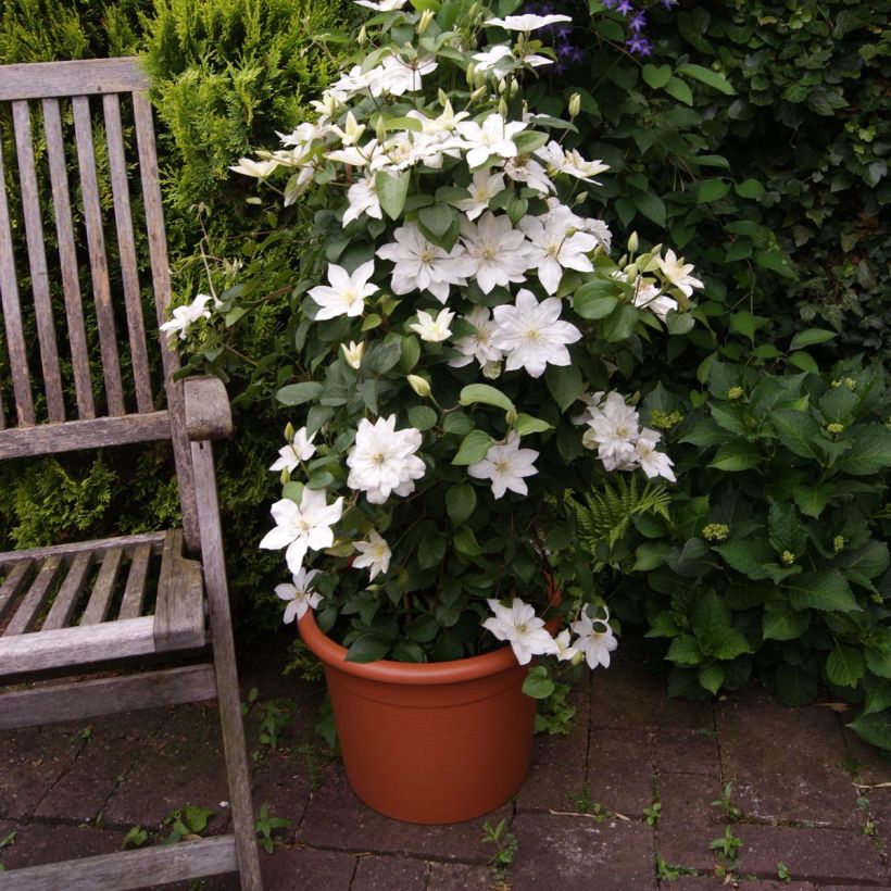 Clematis integrifolia Baby Star 'Zobast' (Plant habit)