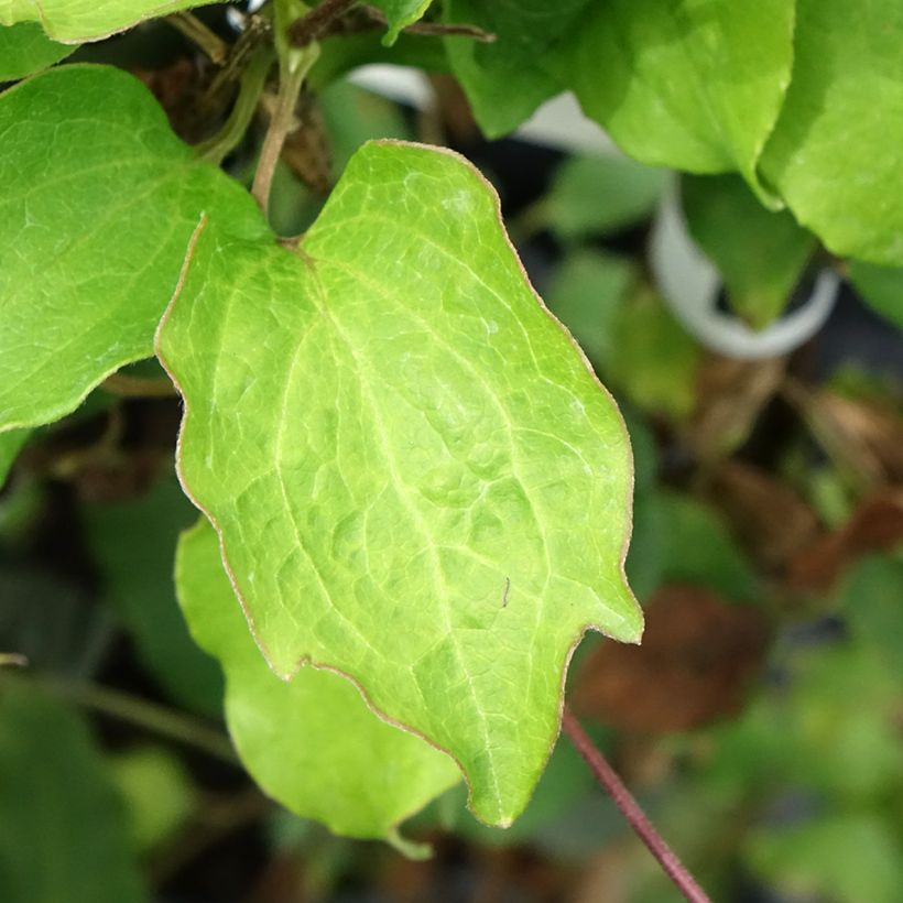 Clematis Bees' Jubilee (Foliage)