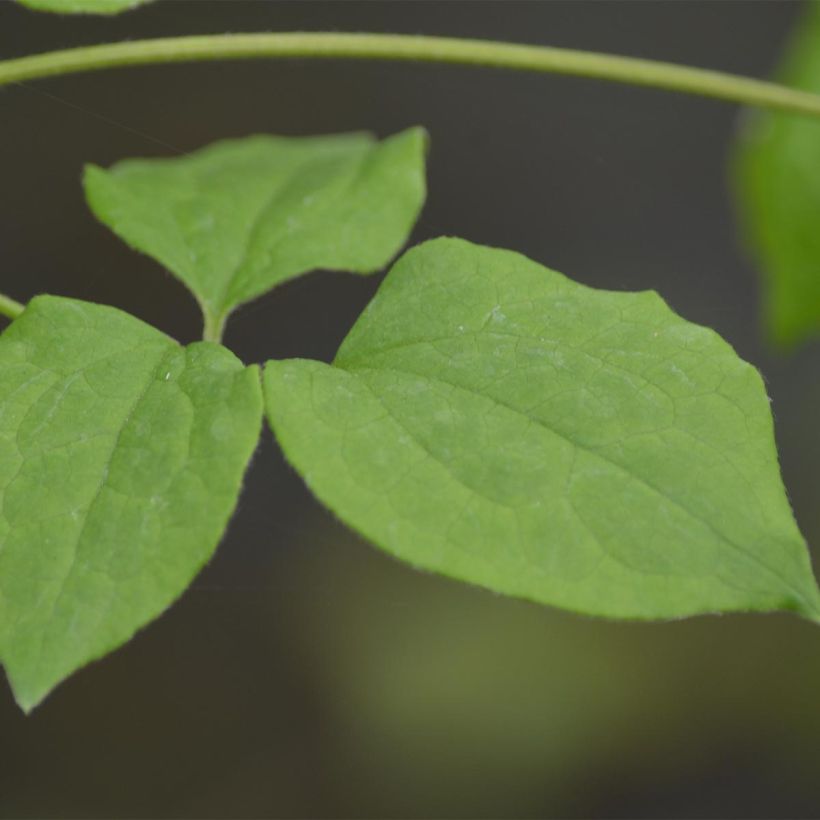 Clematis patens Blue Light - Early Large-flowered Clematis (Foliage)