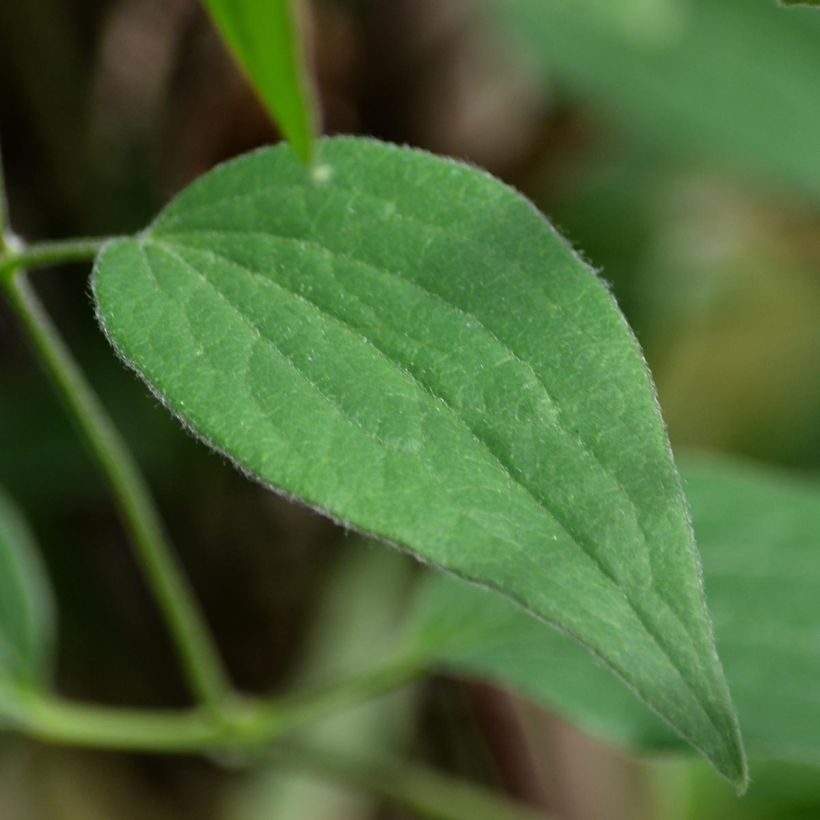 Clematis diversifolia Blue pirouette (Foliage)