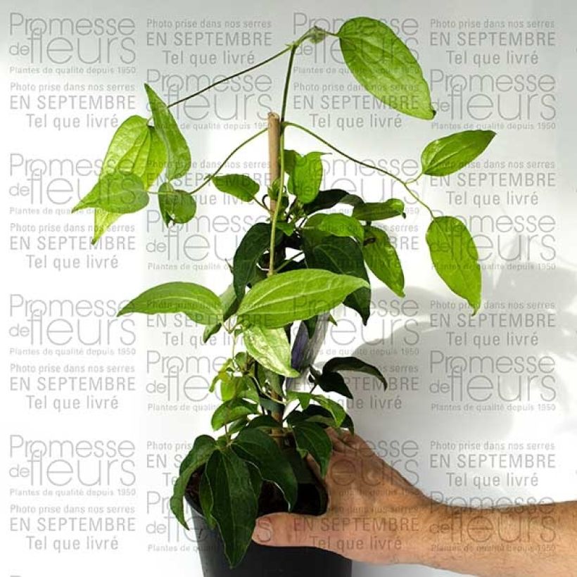 Example of Clematis patens Blue Ravine 2L/3L potShipped height around 40/50cm specimen as delivered