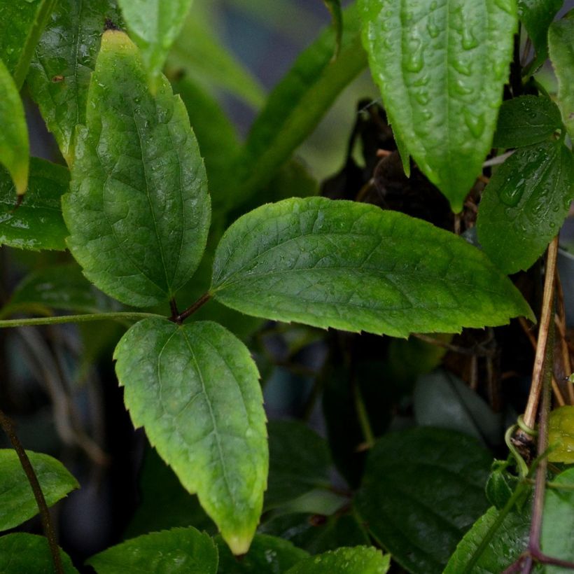 Clematis urophylla Winter Beauty (Foliage)