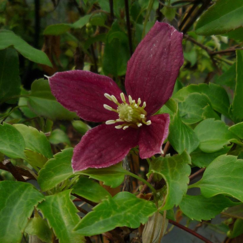 Clematis cirrhosa Lansdowne Gem (Flowering)