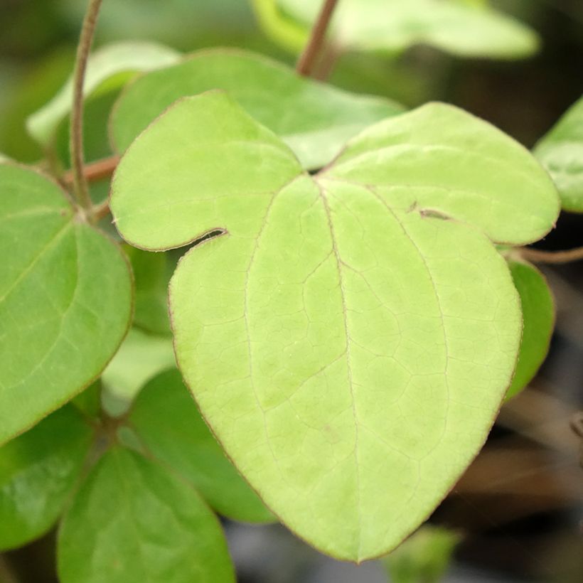 Clematis patens Andromeda (Foliage)