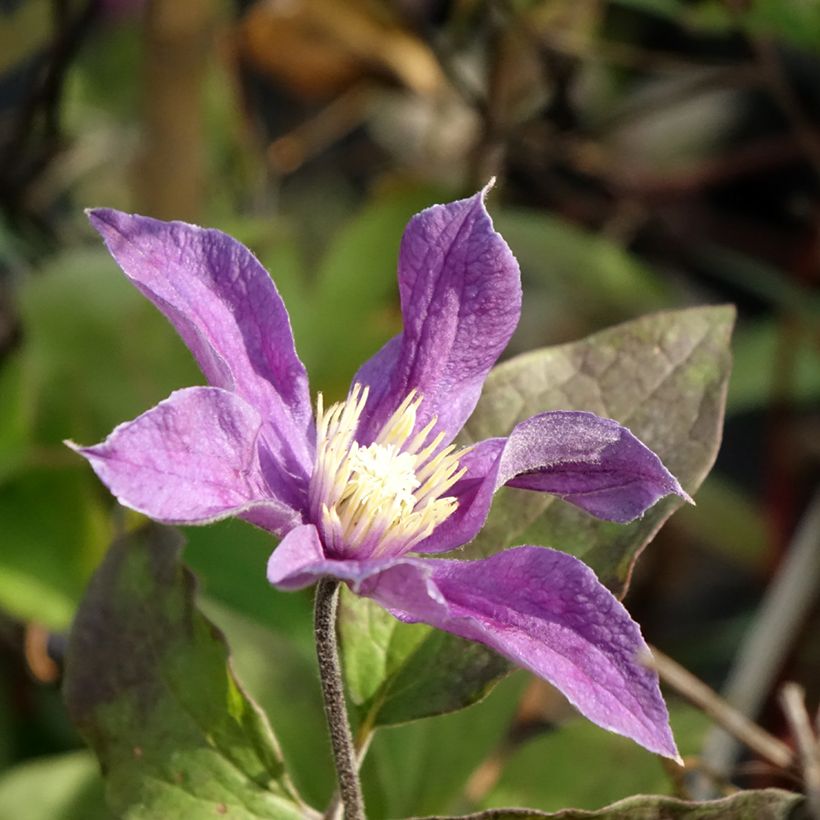 Clematis diversifolia Arabella (Flowering)