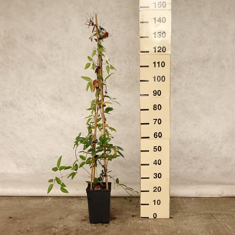 Clematis armandii - Evergreen Clematis 4L/5L pot sample as delivered in summer