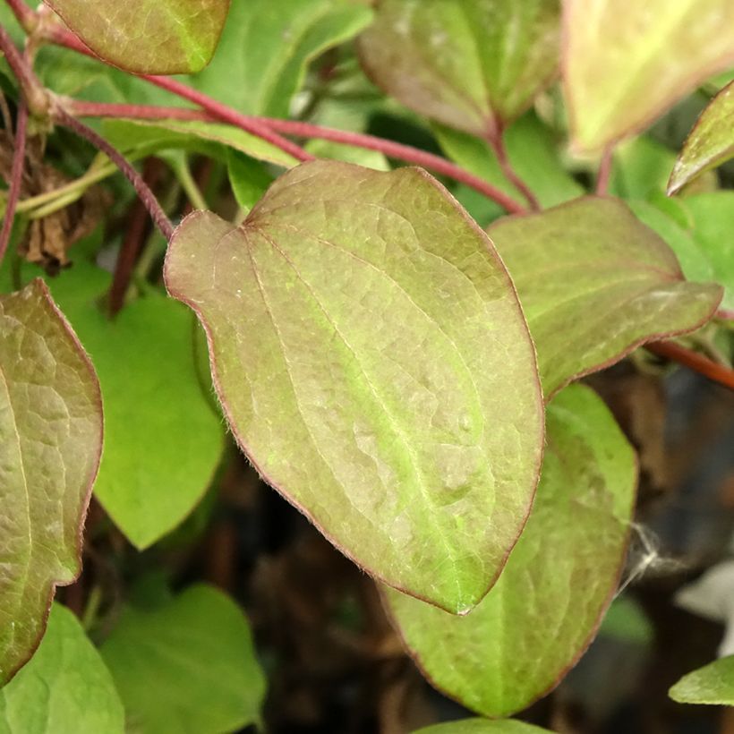 Clematis Beauty of Worcester (Foliage)