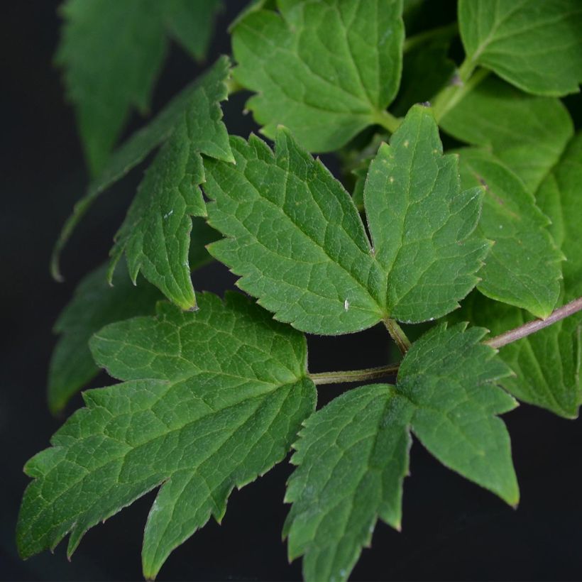 Clematis atragene Brunette (Foliage)