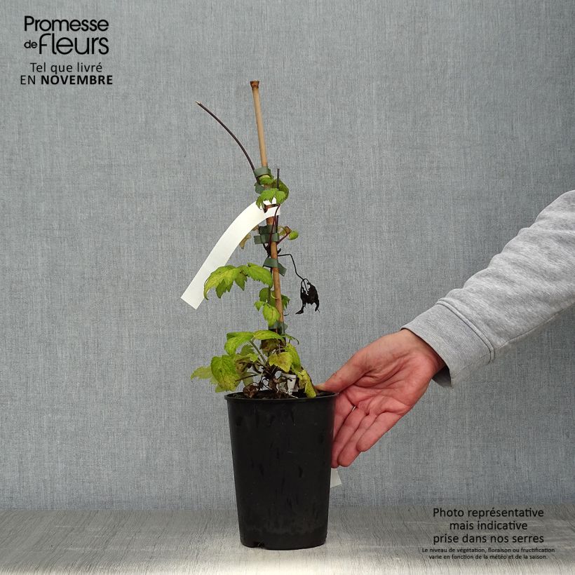Clematis atragene Brunette 2L/3L pot sample as delivered in autumn