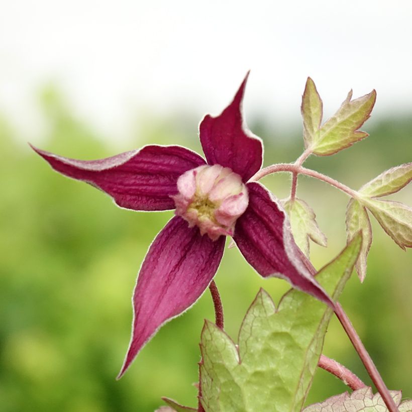 Clematis atragene Brunette (Flowering)