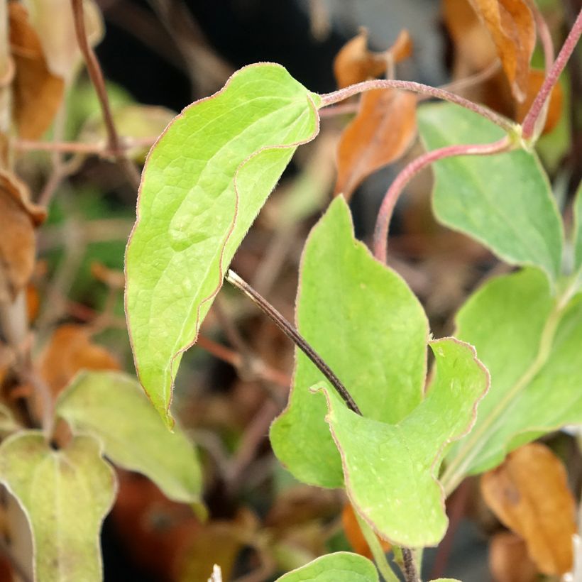 Clematis Carnaby (Foliage)